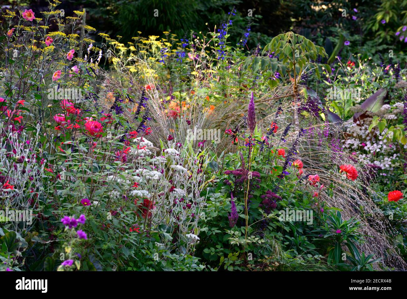 angelica sylvestris purea,salvia amistad,salvia fulgens,dahlia taratahi rubino,lychnis coronaria giardinieri mondo,giglio d'acqua Dahlias,salvia amistad,STI Foto Stock