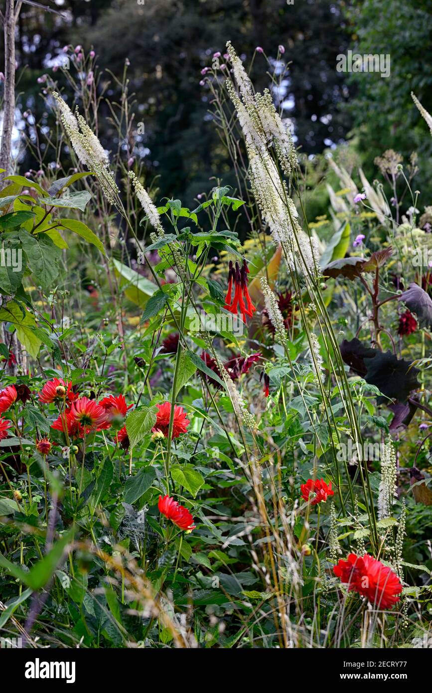 Salvia dombeyi, bagliore di kilburn di dahlia, Actaea cordifolia Blickfang, senecio cristobalensis, fiori bianchi rossi, fiori bianchi spike, foglie, fogliame, tropicale, pla Foto Stock