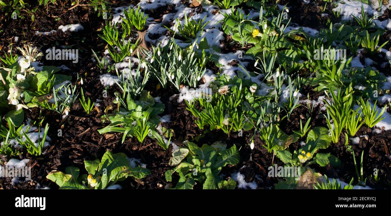 Sfondo primaverile che mostra il fogliame giovane di bluebell e lo spargimento di neve Foto Stock