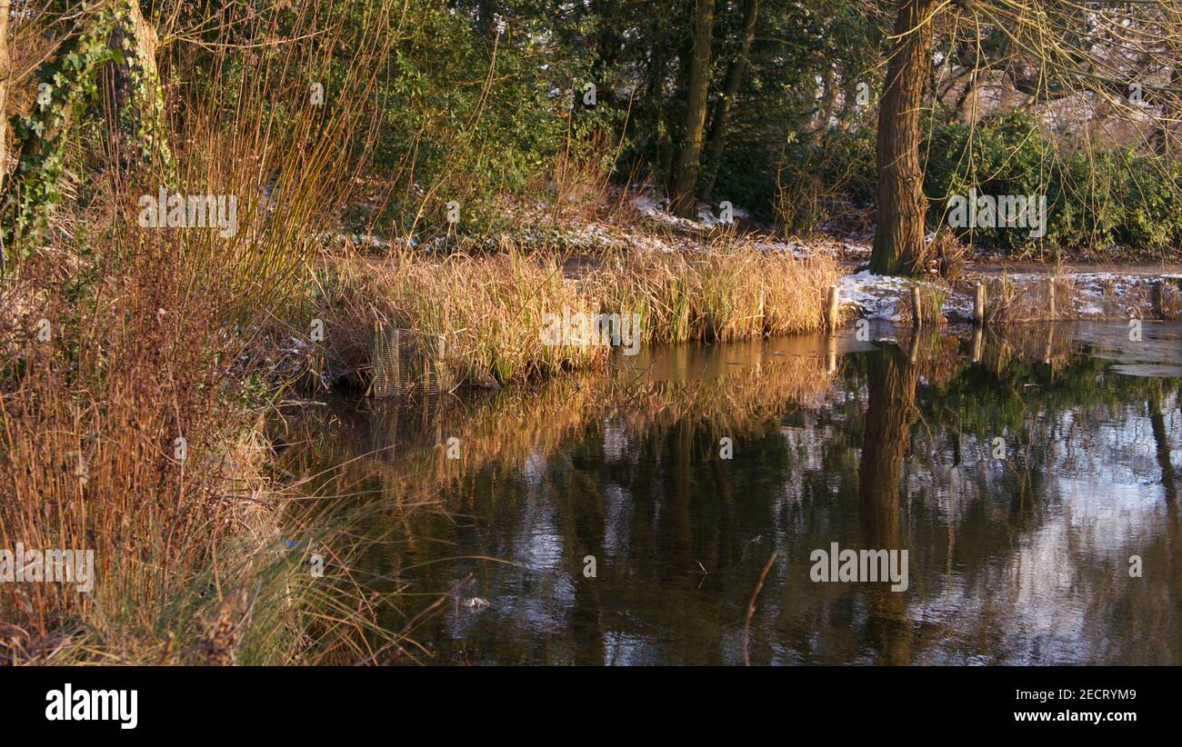 Inglese pomeriggio lago scena in giornata con gli alberi riflessi in acqua Foto Stock