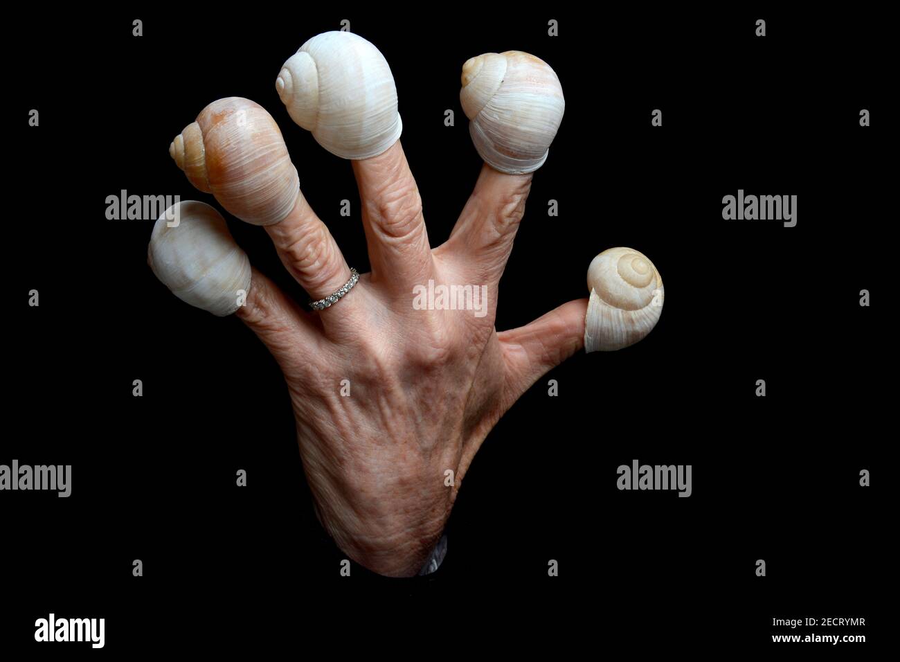 Mano esclusiva con conchiglie di lumaca annidate sulle dita su sfondo nero che evidenziano una composizione artistica Foto Stock