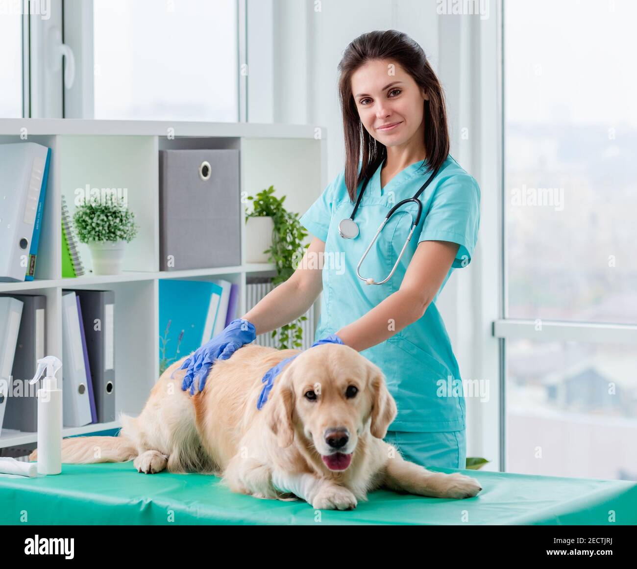 Golden retriever esame del cane in clinica veterinaria Foto Stock