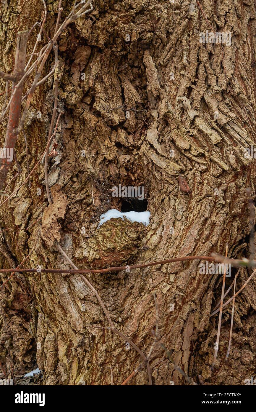 Abbaio di alberi con una cavità coperta di neve. Un tronco con un nodo. Struttura ad albero. Foto Stock