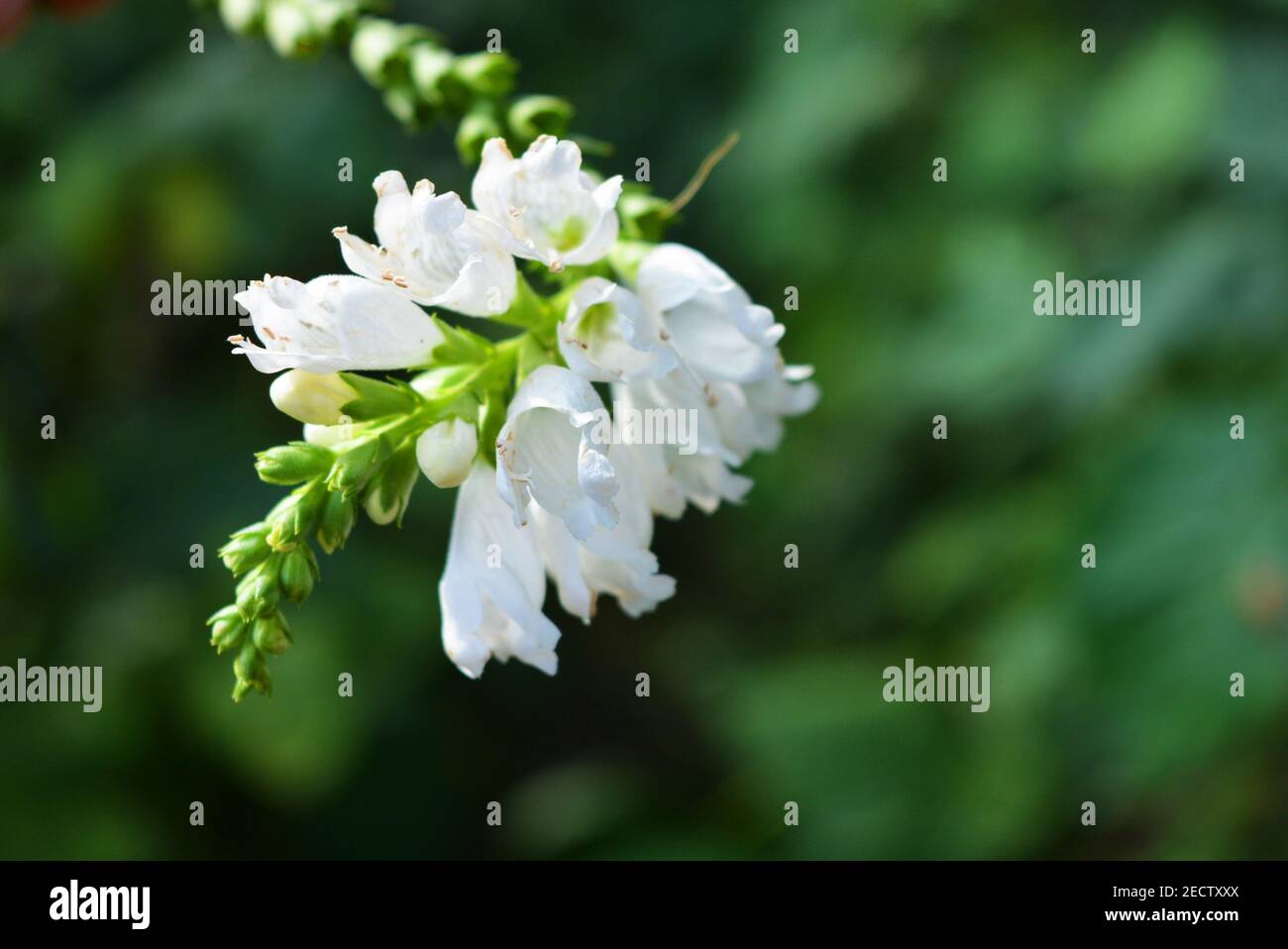 Fiori bianchi perenni di fisostegia sotto forma di piccole campane su sfondo verde frondoso, leonshears o false dragonheads Foto Stock