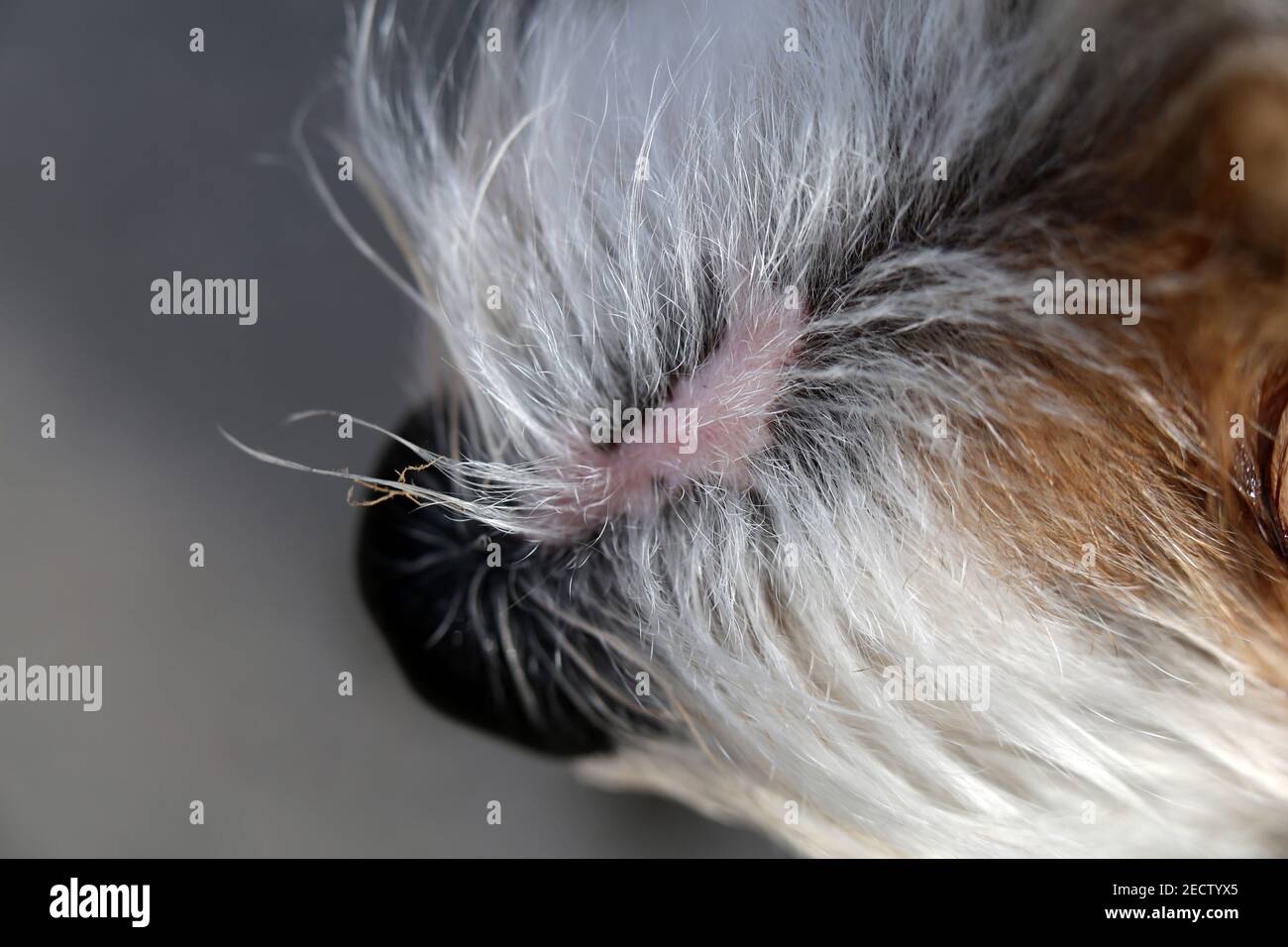 Bianco e marrone Jack Russell terrier in un closeup. Morbidi, morbidi, capelli lisci del piccolo cane da compagnia. Bella consistenza. Closeup del terrier. Foto Stock
