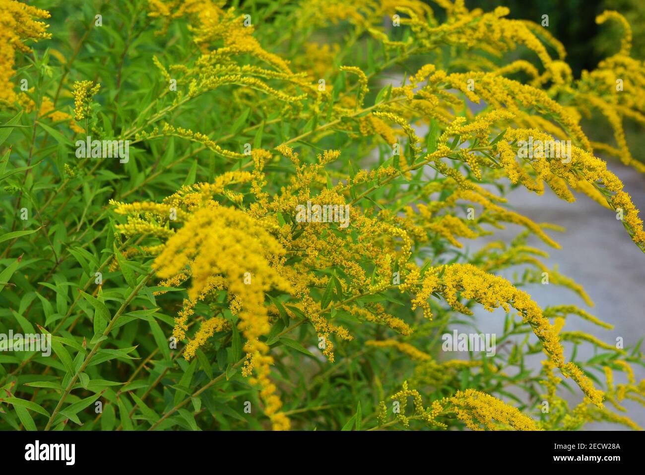 Arbusti luminosi con fiori gialli, una verga gigante d'oro con interessante fioritura, solidago gigantea, alta verga d'oro, gigantesca verga d'oro. Foto Stock