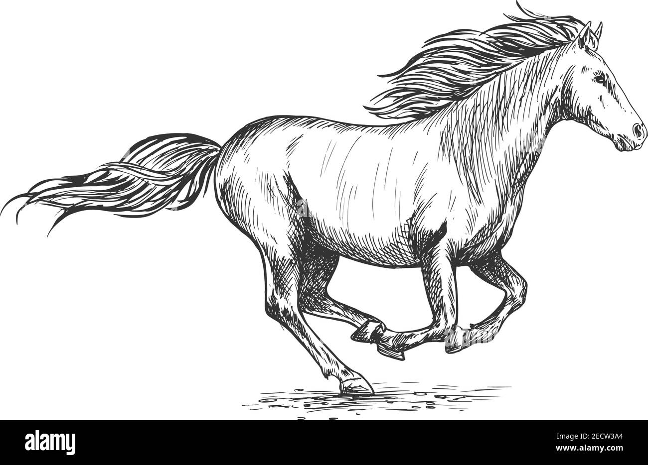 Esecuzione galoppo bianco cavallo schizzo ritratto. Stallone mustang vettoriale che scorre liberamente contro il vento con la creme e la coda ondeggianti Illustrazione Vettoriale