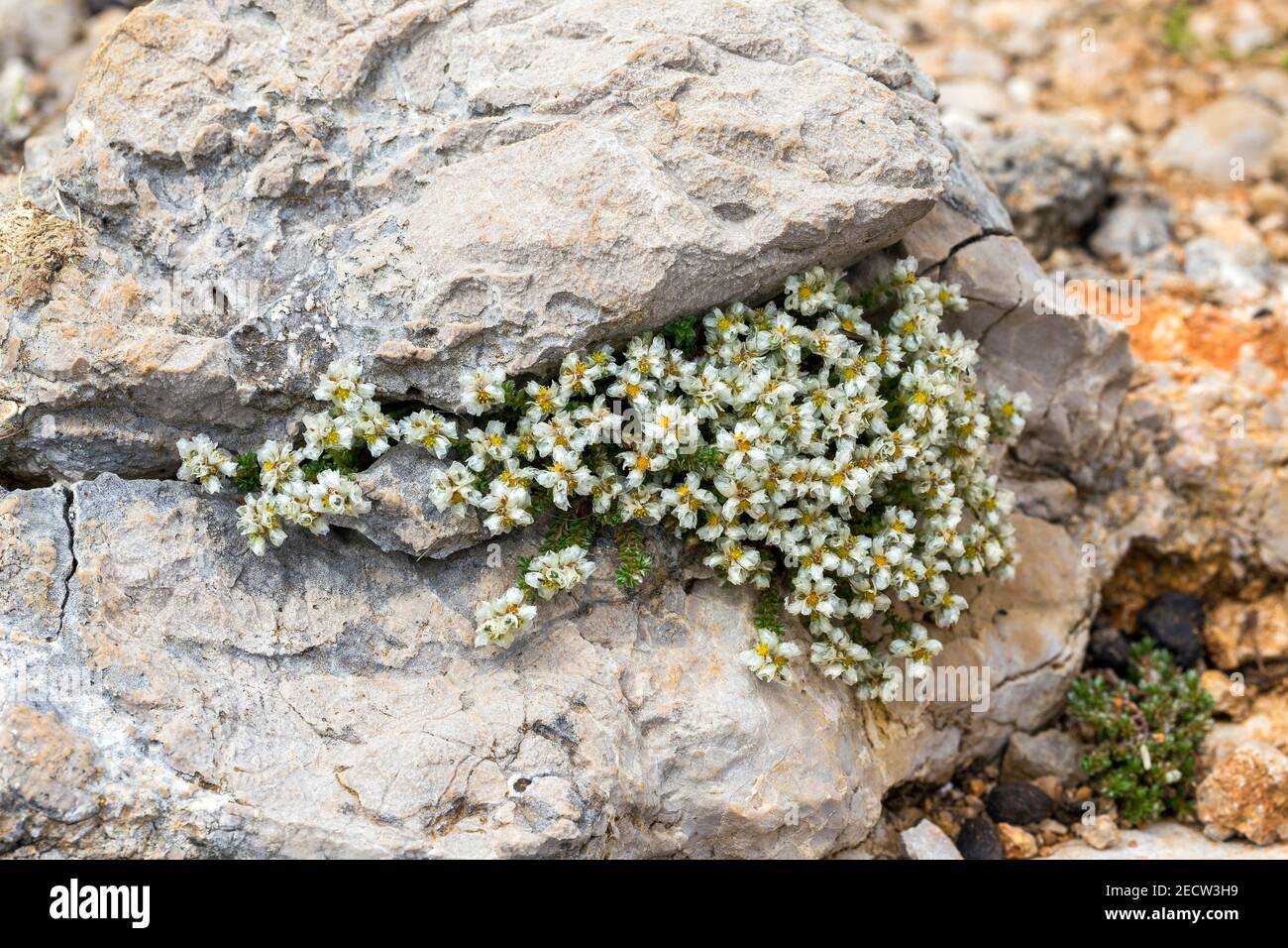 Fiori su rocce carsiche. Colline di Baska, isola di Krk, Croazia. Europa. Foto Stock