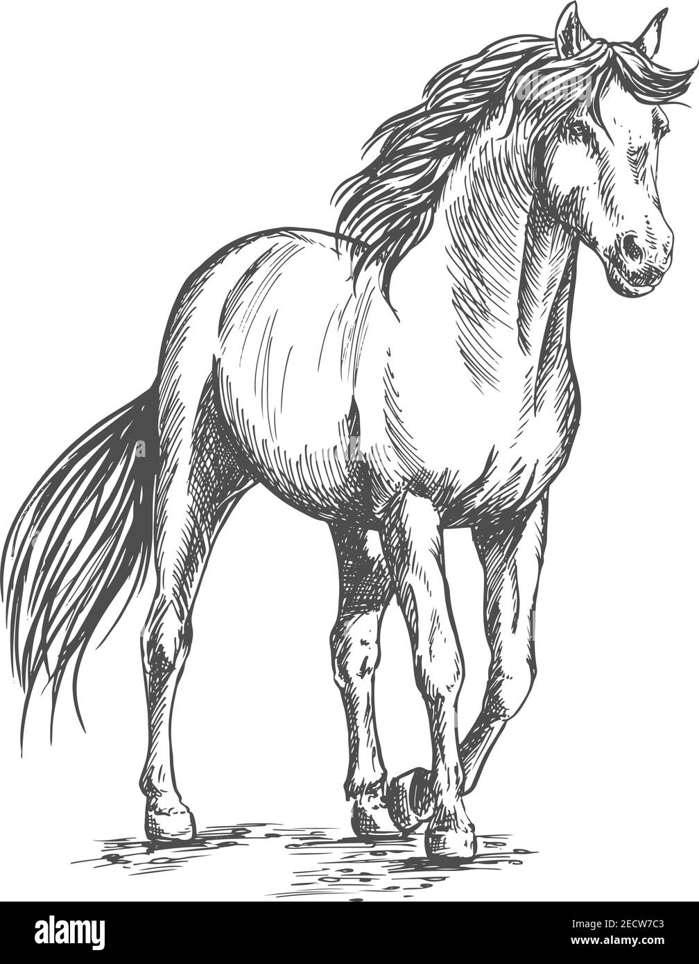 Cavallo bianco in piedi e riposante con lo zoccolo anteriore sollevato. Disegno a matita verticale. Potente mustang pedigree bello con un'occhiata orgogliosa Illustrazione Vettoriale