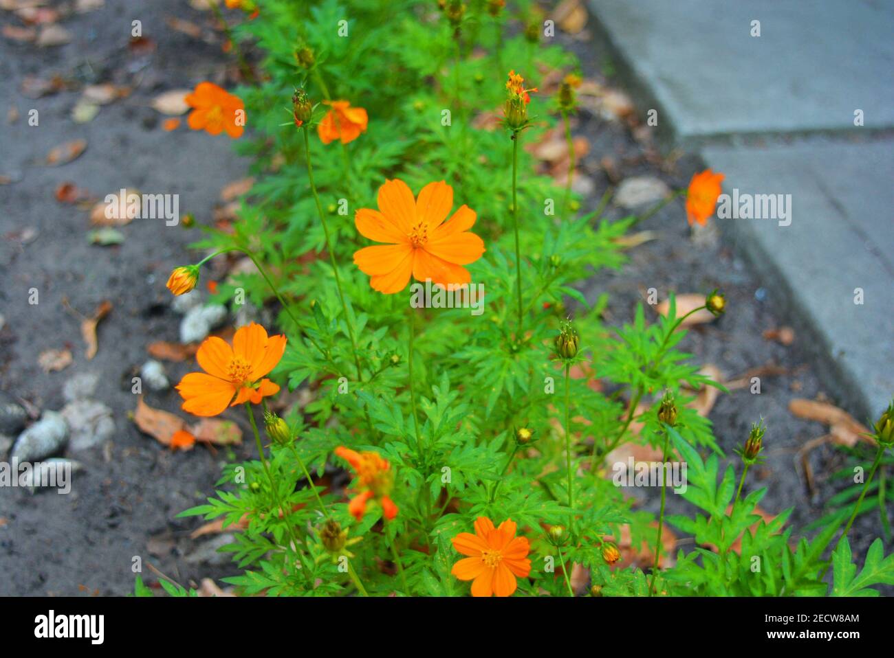 Fiori d'arancio belli e originali, Chernobrivs ucraino, Tageteae, con verdi verdi verdi e luminosi piantati in fila. Prevalentemente erbaceo annuale Foto Stock