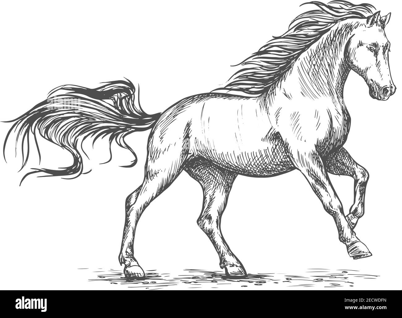 Bianco cavallo corsa e stomping schizzo ritratto. Stallone mustang vettore gallop liberamente che scorre contro il vento con la mane e la coda ondeggianti Illustrazione Vettoriale