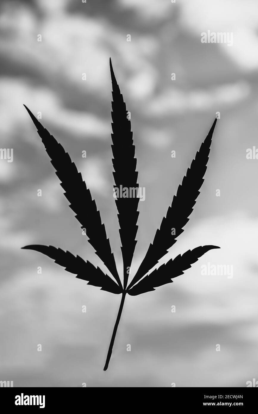 Silhouette nera di cannabis su sfondo bianco. Primo piano Foto Stock