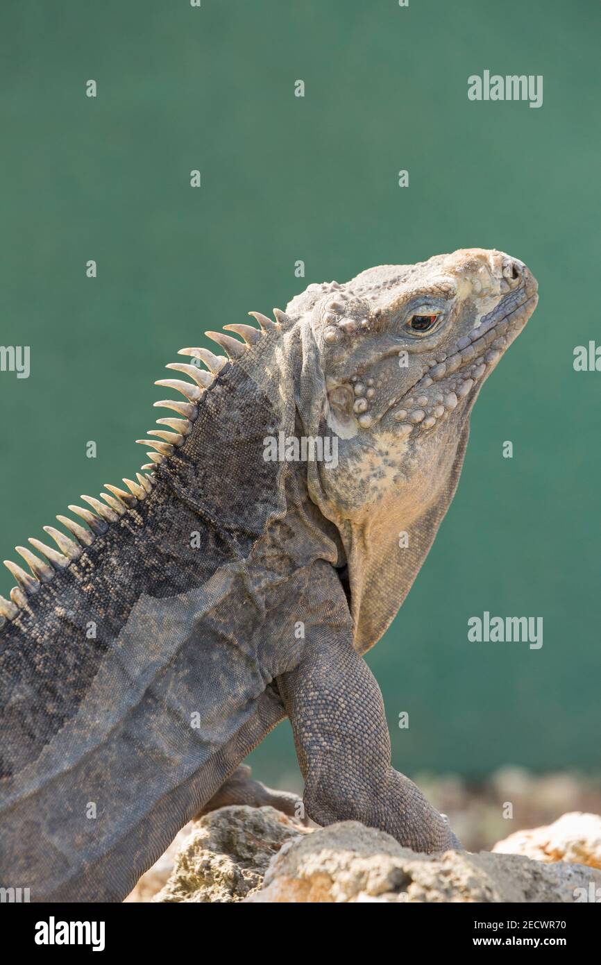 Cubana Iguana, Cyclura nubila, ritratto di singolo adulto, (Captive), Cuba Foto Stock