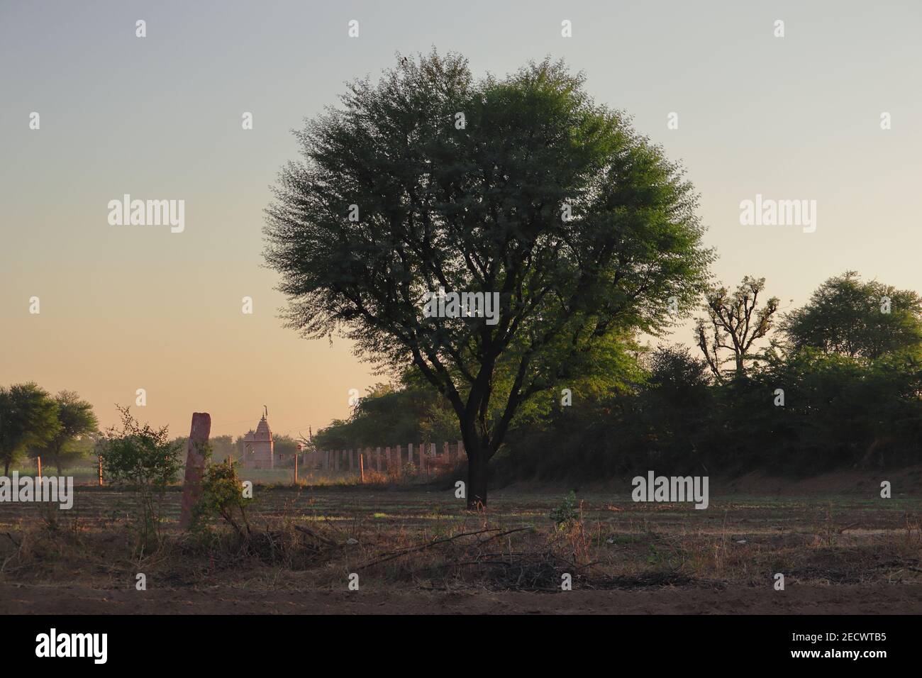 albero di babul nella fattoria giardino , india- asia Foto Stock