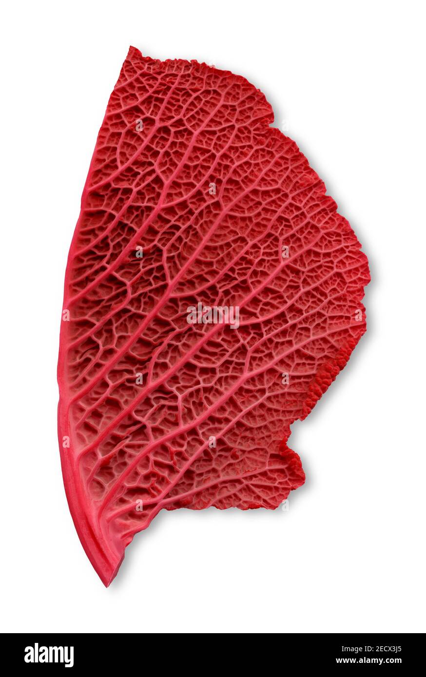 Una scansione di metà di una singola foglia di cavolo di colore rosso Foto Stock