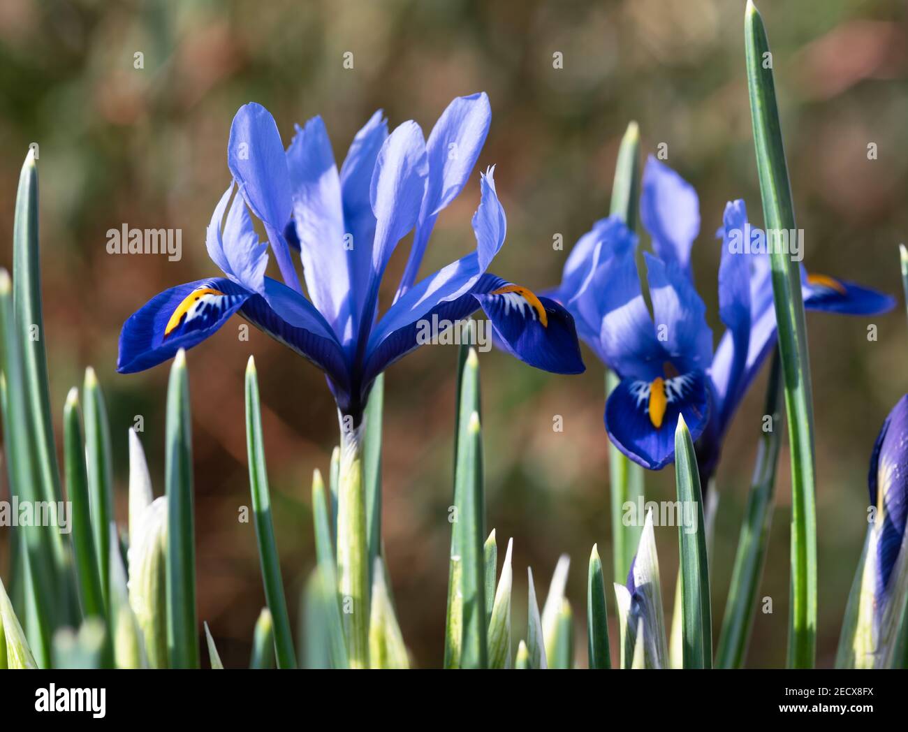Iris reticulata "Harmony". Foto Stock