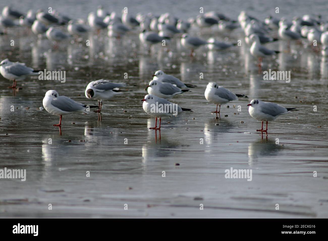 Gabbiani a testa nera su ghiaccio in inverno Foto Stock