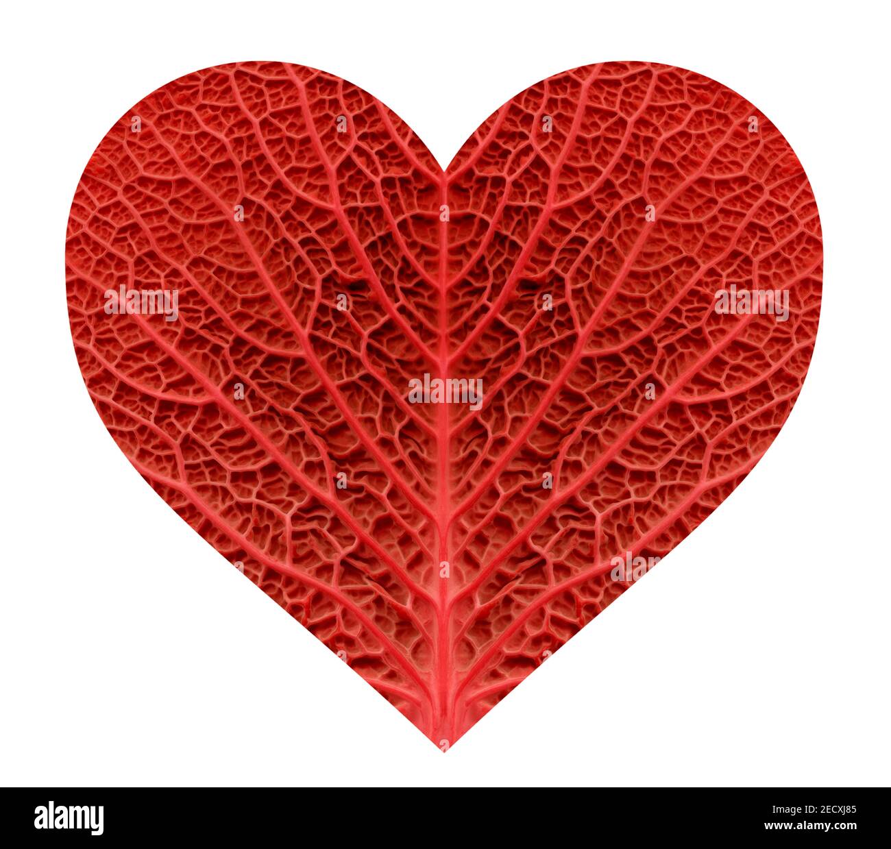 Un'immagine stilizzata del cuore prodotta dalla struttura e dal pattern di una foglia di cavolo Foto Stock Un'immagine stilizzata del cuore prodotta dalla struttura e dal pattern di una foglia di cavolo Foto Stock