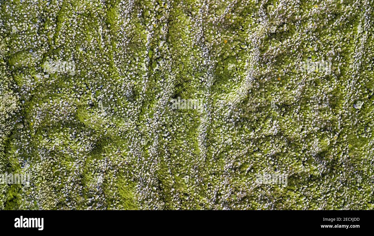 Vista aerea di un campo di lava con muschio in Islanda Foto Stock