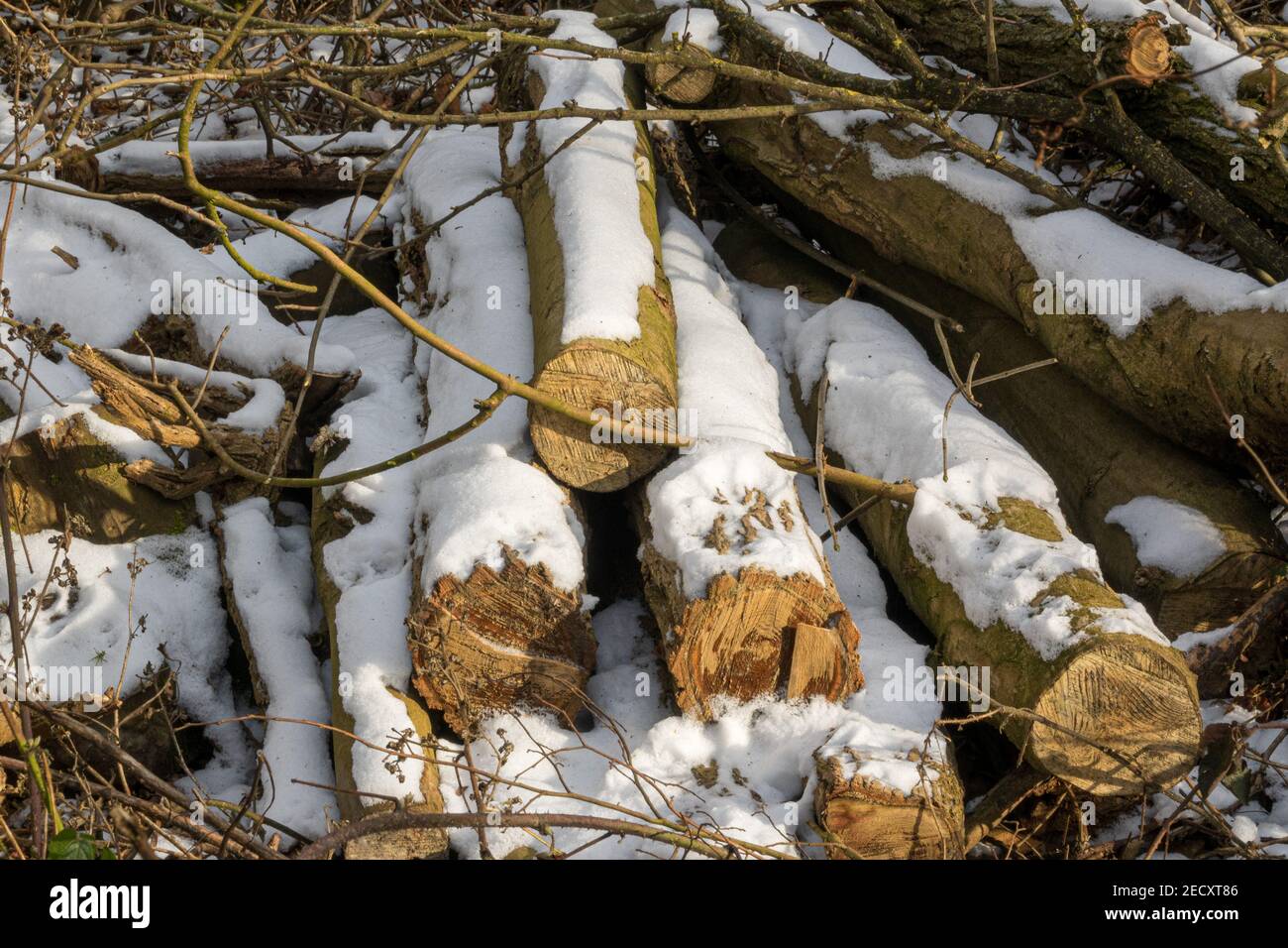 Un mucchio di tronchi spolverati con neve da abbattimento alberi in un'operazione di gestione forestale su Otley Chevin, Leeds, Regno Unito. Foto Stock