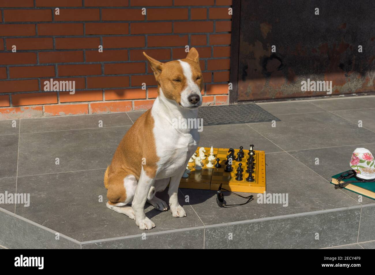 Basenji cane maschio seduto su e soglia, rilassandosi mentre si pensa al prossimo movimento in famiglia gioco di scacchi in COVID-19 periodo di quarantena Foto Stock