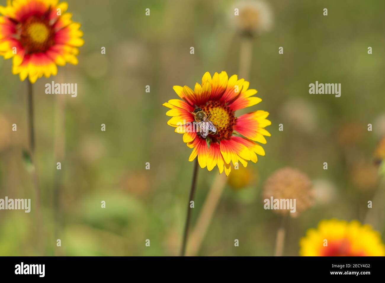 Bella coperta indiana fiori e solitario ape raccolta nettare in il giardino estivo Foto Stock