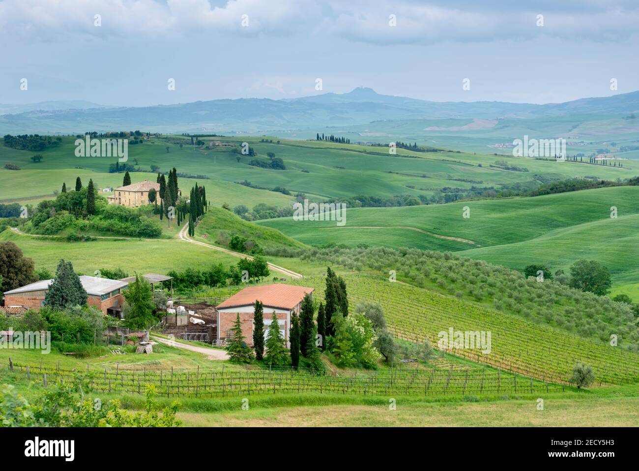 Il paesaggio iconico della valle dell'Orcia, Toscana Foto Stock