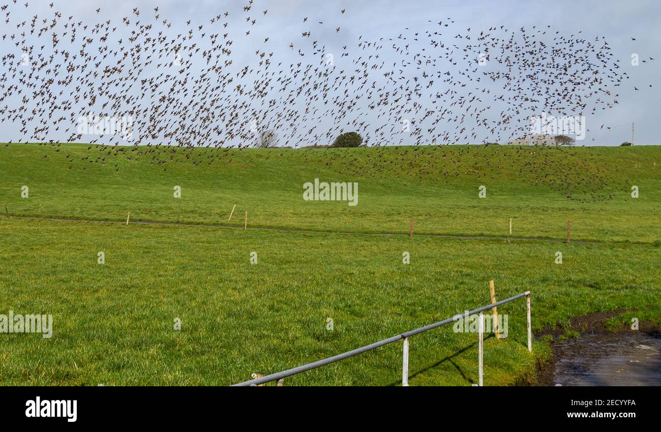 Flock of Common Starlings Sturnus vulgaris in migrazione Foto Stock