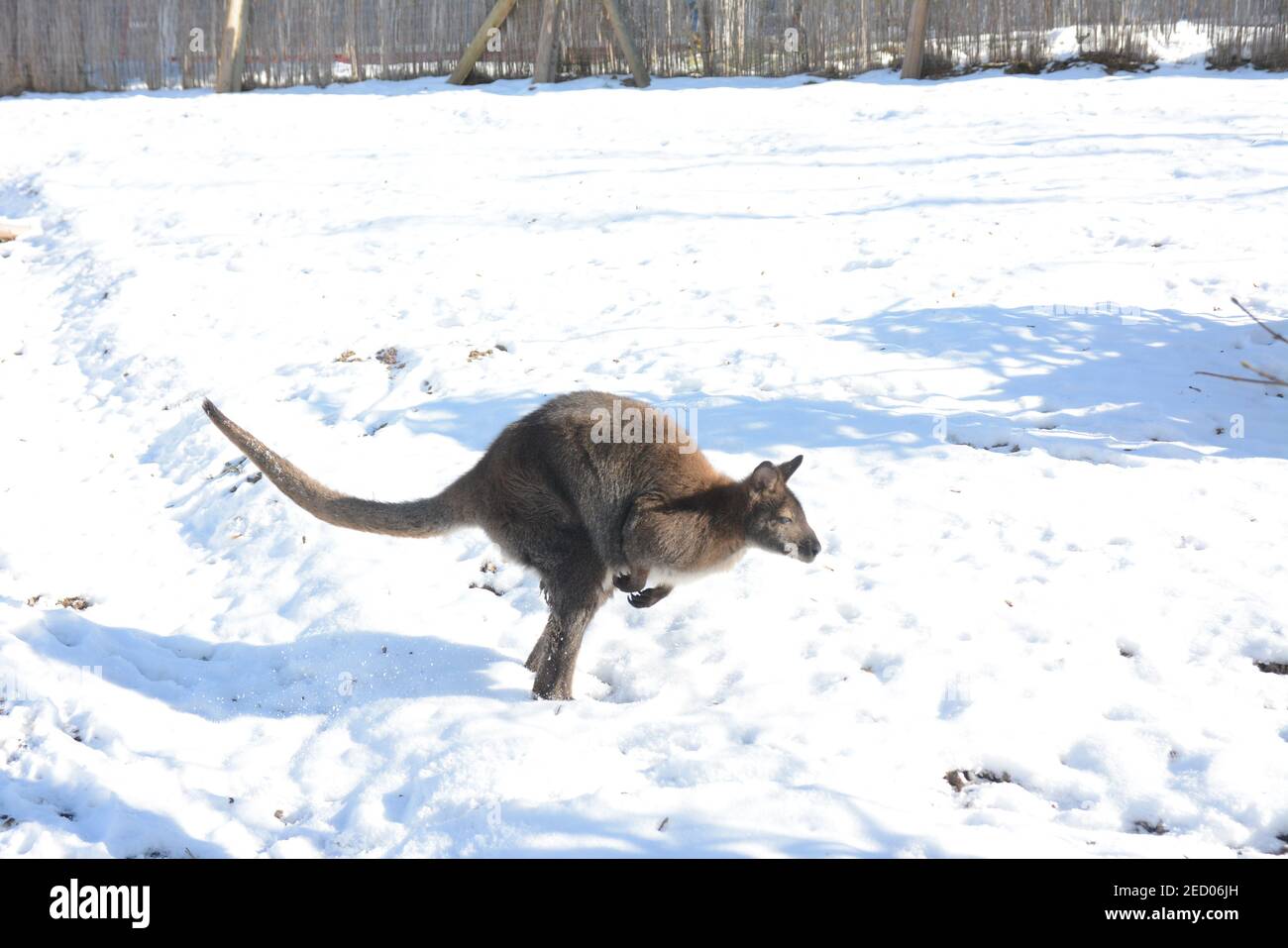 Schuttertal, Baden-Württemberg, Germania, 13 marzo 2021: I canguri nani (chiamati wallaby) sono un'attrazione per i visitatori e i residenti della comunità e vivono all'aperto tutto l'anno. Credit: Endrik Baubles/Alamy Live News Foto Stock