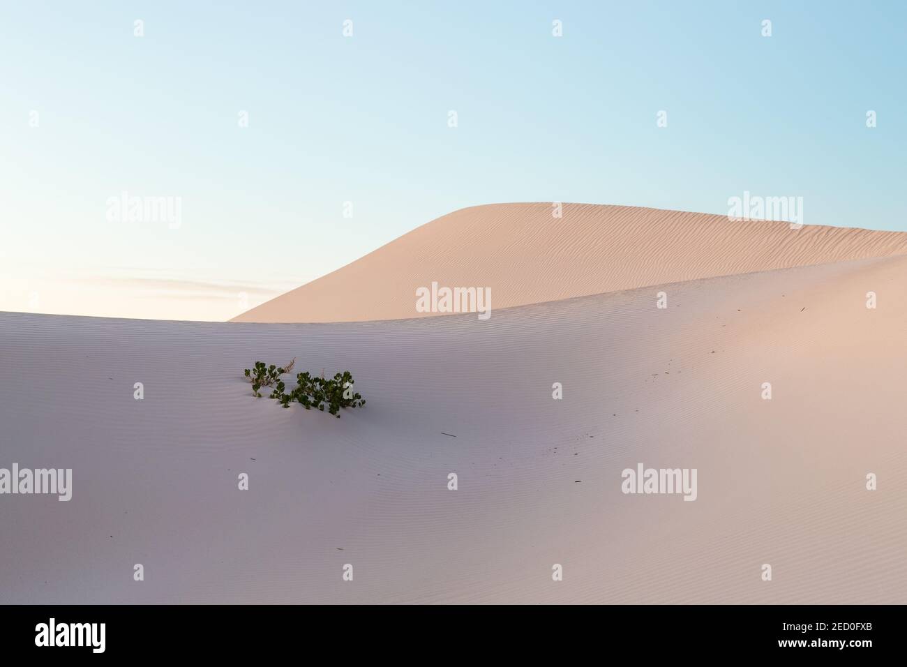 Lone pianta in dune di sabbia mattina presto Jurien Bay, Australia occidentale Foto Stock