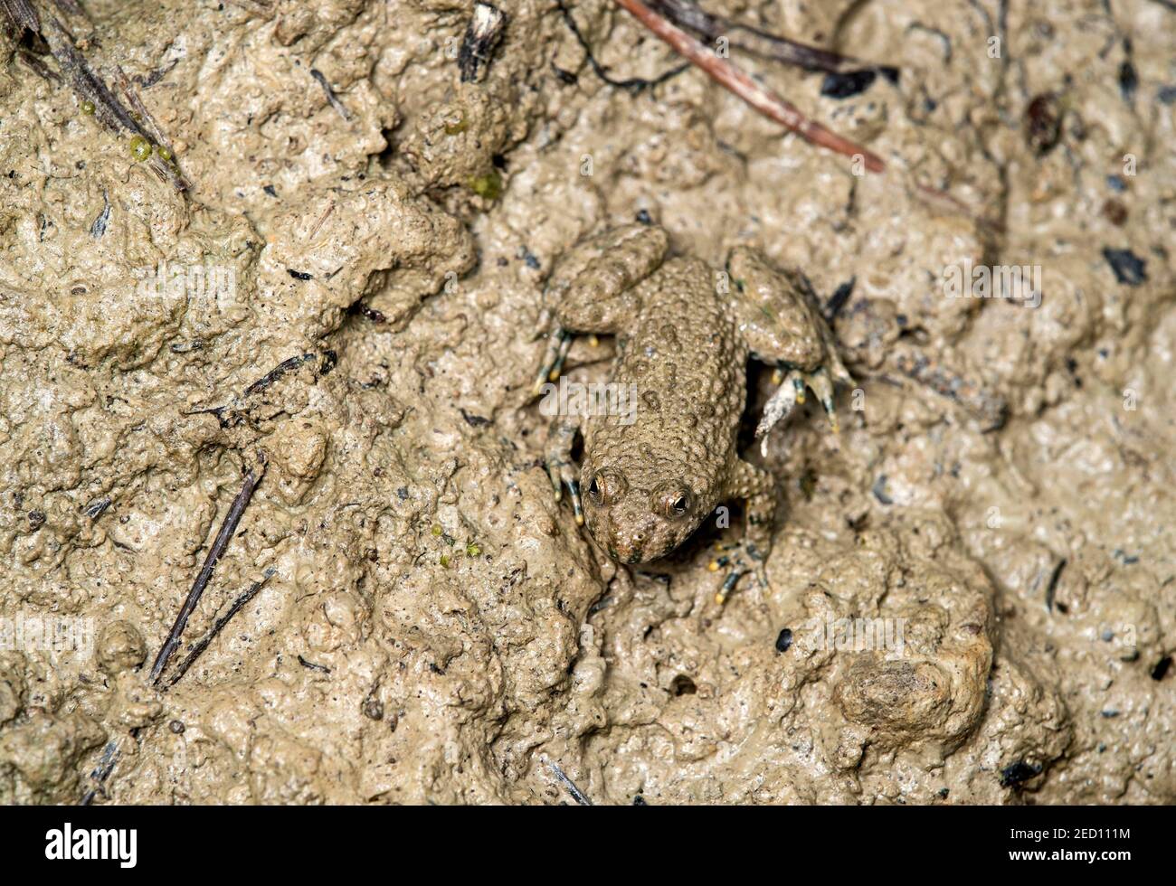 Giovane zampognata dal colore giallo (Bombina variegata), Svizzera Foto Stock
