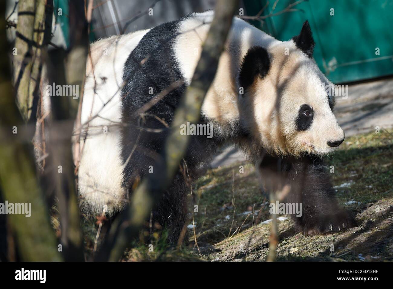 Vienna, Austria. 14 Feb 2021. Yang Yang, un panda gigante della Cina, è visto nello zoo di Schonbrunn, Vienna, Austria, il 14 febbraio 2021. Gli animali allo zoo di Schonbrunn incontrano i turisti nel primo fine settimana dopo che l'Austria ha rilassato il terzo blocco COVID-19. Lo zoo di Schonbrunn è uno degli zoo più antichi d'Europa e ospita molti animali, tra cui i panda cinesi. Credit: Guo Chen/Xinhua/Alamy Live News Foto Stock