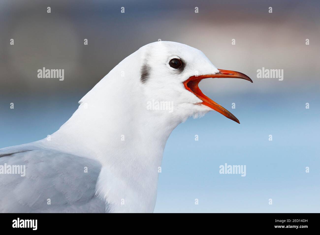 Gridando gabbiano a testa nera (Larus ridibundus) in un piumaggio invernale, Schleswig-Holstein, Germania Foto Stock