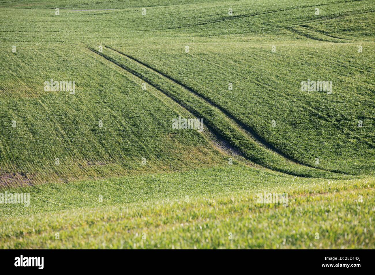 Bellissimo campo verde con alcuni cingoli del trattore Foto Stock