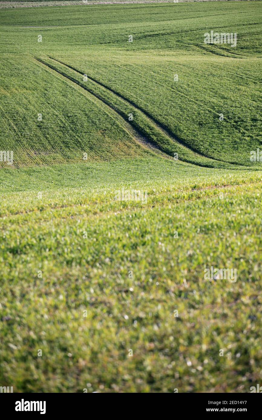 Bellissimo campo verde con alcuni cingoli del trattore Foto Stock