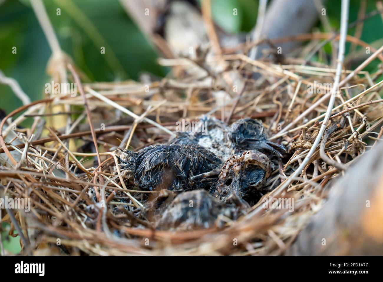 I resti dell'uccello del bambino sono morti all'interno del suo nido. Foto Stock