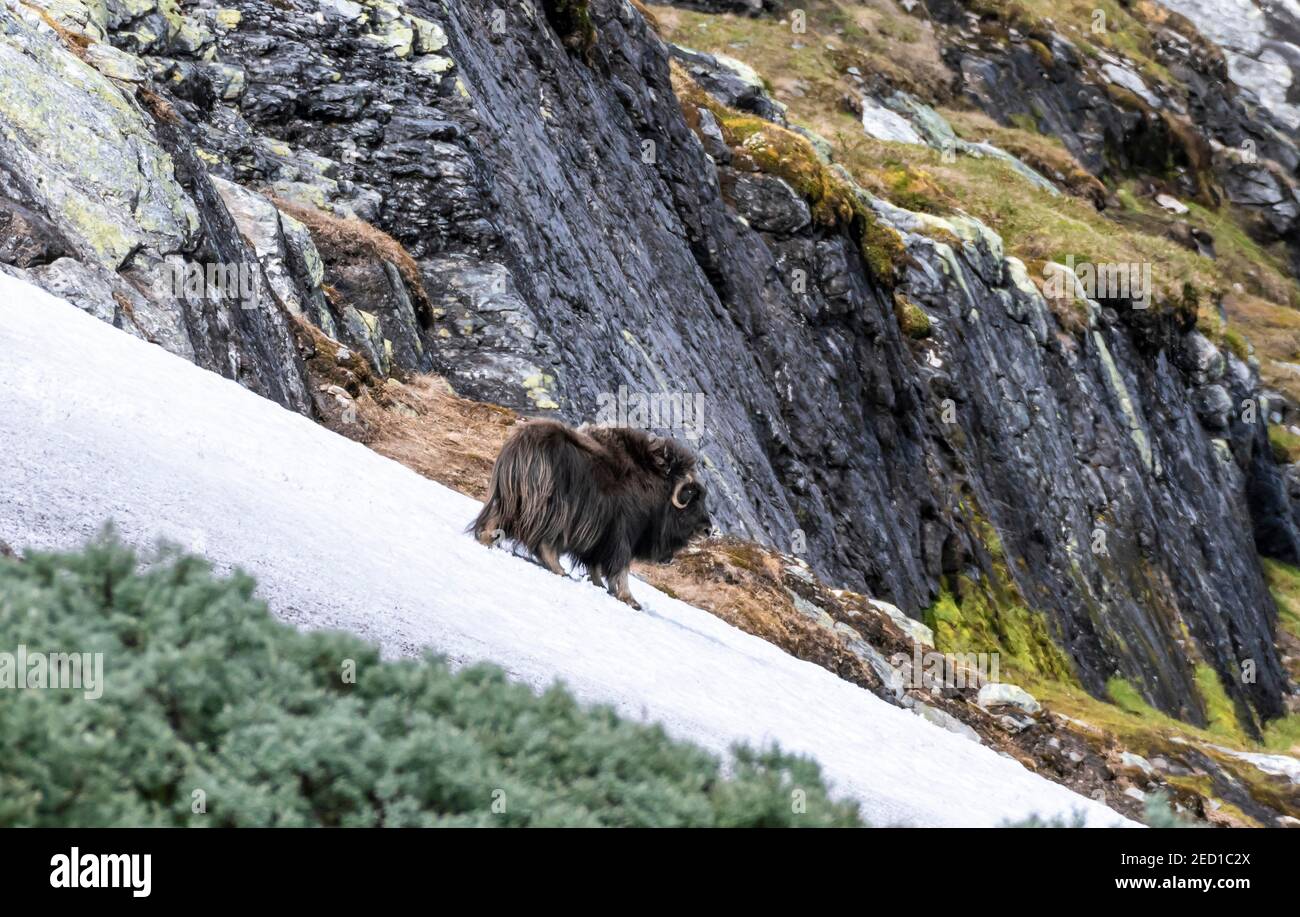 Muschio di bue (ovibos moschatus) nella tundra, Dovrefjell National Park, Oppdal, Norvegia Foto Stock