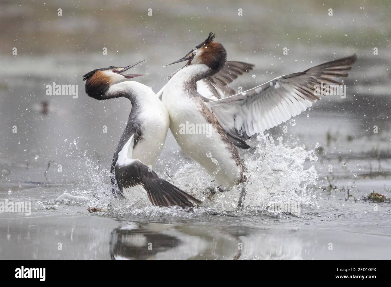 Svassi (Podiceps cristatus) combattimenti, lotta sul territorio, Hesse, Germania Foto Stock