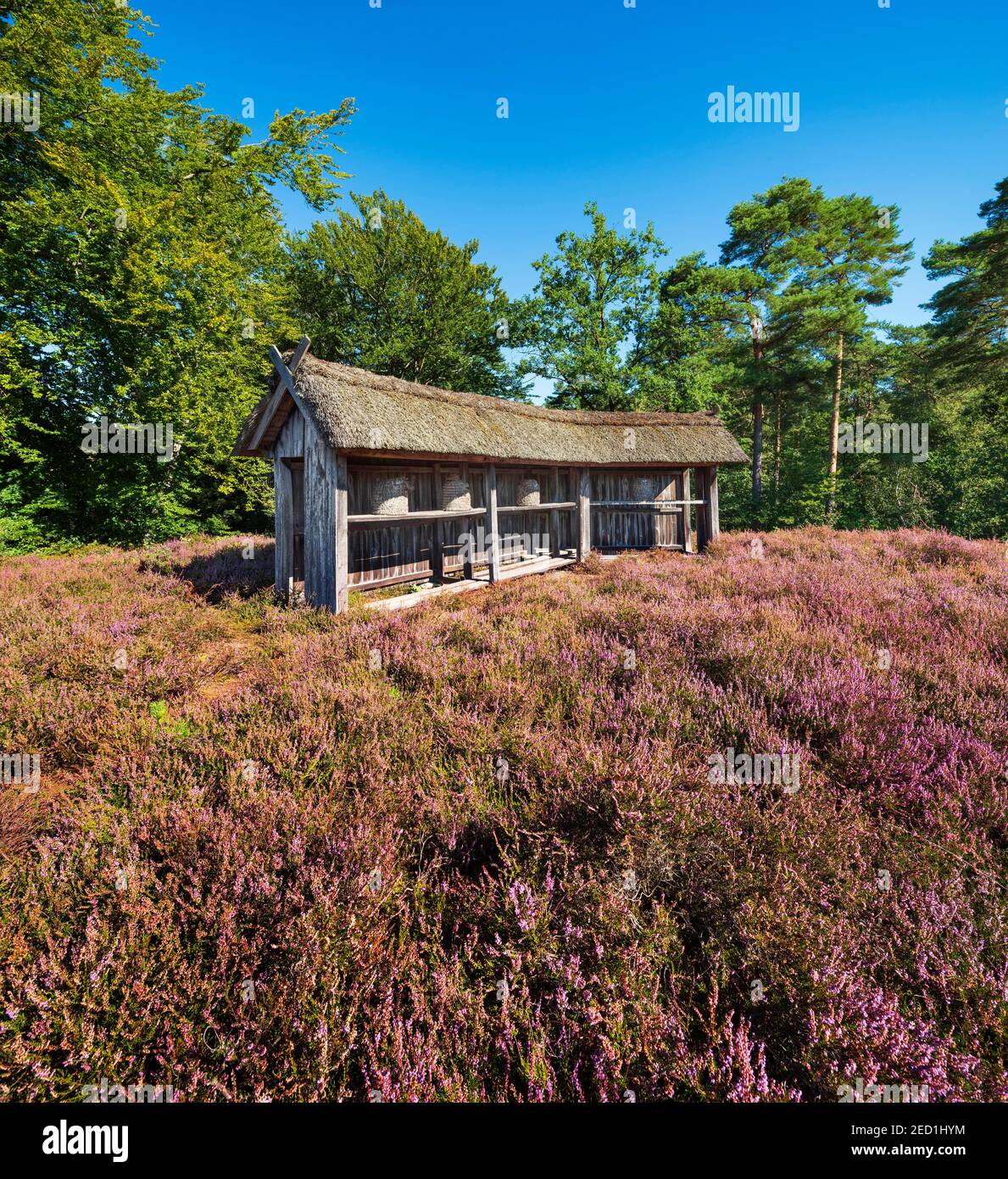 Tipico paesaggio di brughiera con recinzione tradizionale delle api e erica fiorente, Lueneburger Heide, bassa Sassonia, Germania Foto Stock