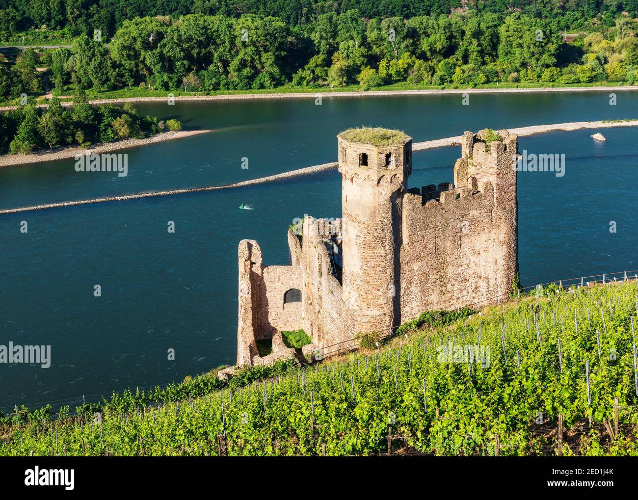 Ehrenfels Castello rovina nei vigneti sul Reno, Rheingau, Patrimonio Mondiale dell'Umanità Valle del Medio Reno, Assmannshausen, Ruedesheim, Assia, Germania Foto Stock