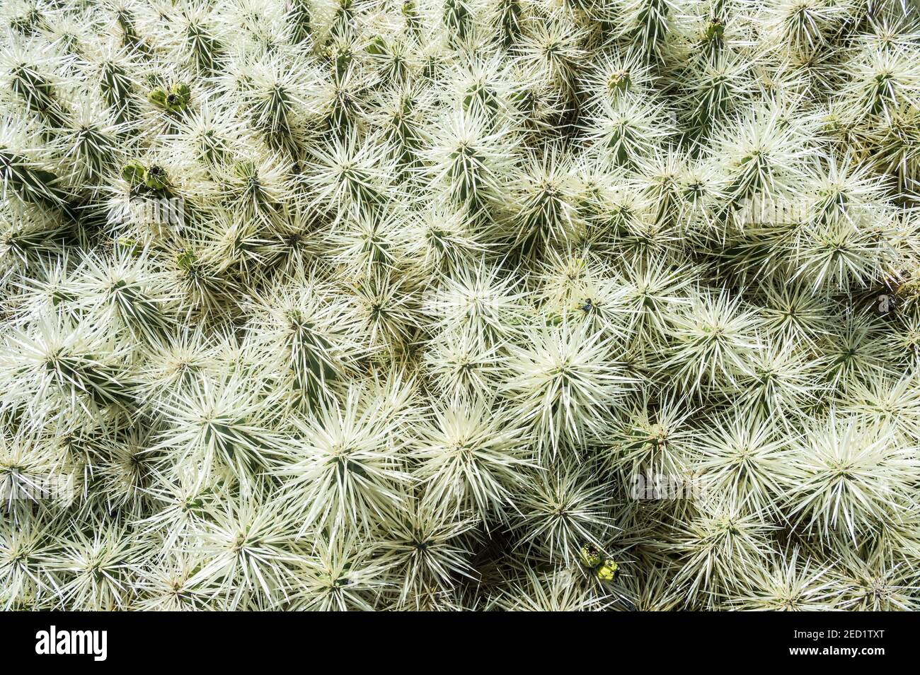 Jardin de Cactus, giardino di cactus Cesar Manrique, Lanzarote, isole Canarie Foto Stock