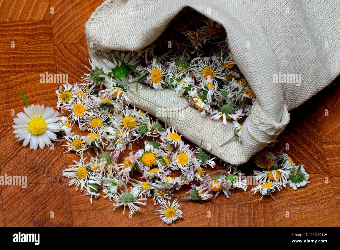 Daisy comune essiccato (Bellis perennis) in piccole borse di tela Foto Stock