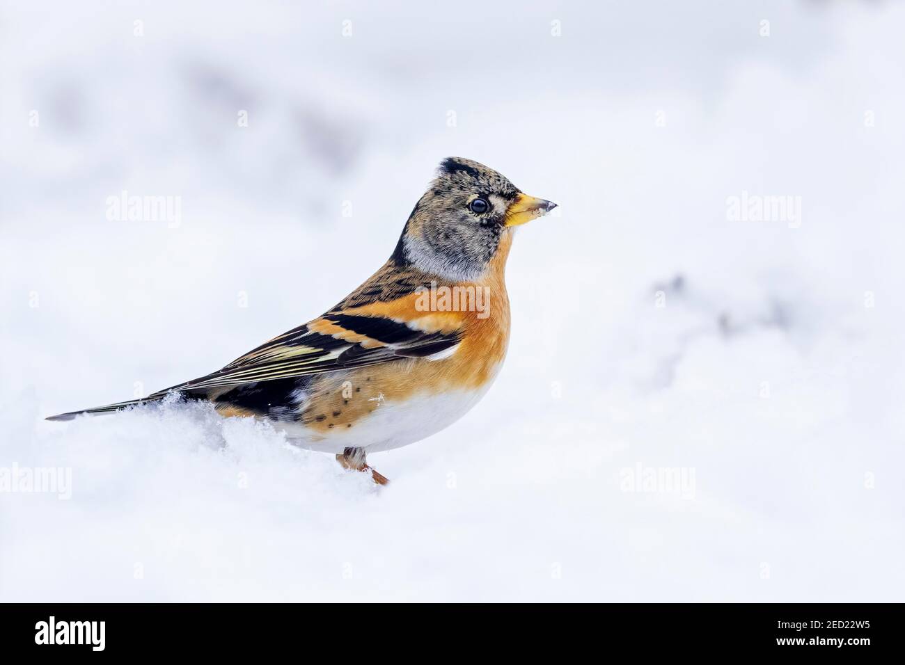 Brambling (Fringilla montifringilla) o Northern Finch foraging nella neve, Middle Elbe Biosphere Reserve, Sassonia-Anhalt, Germania Foto Stock