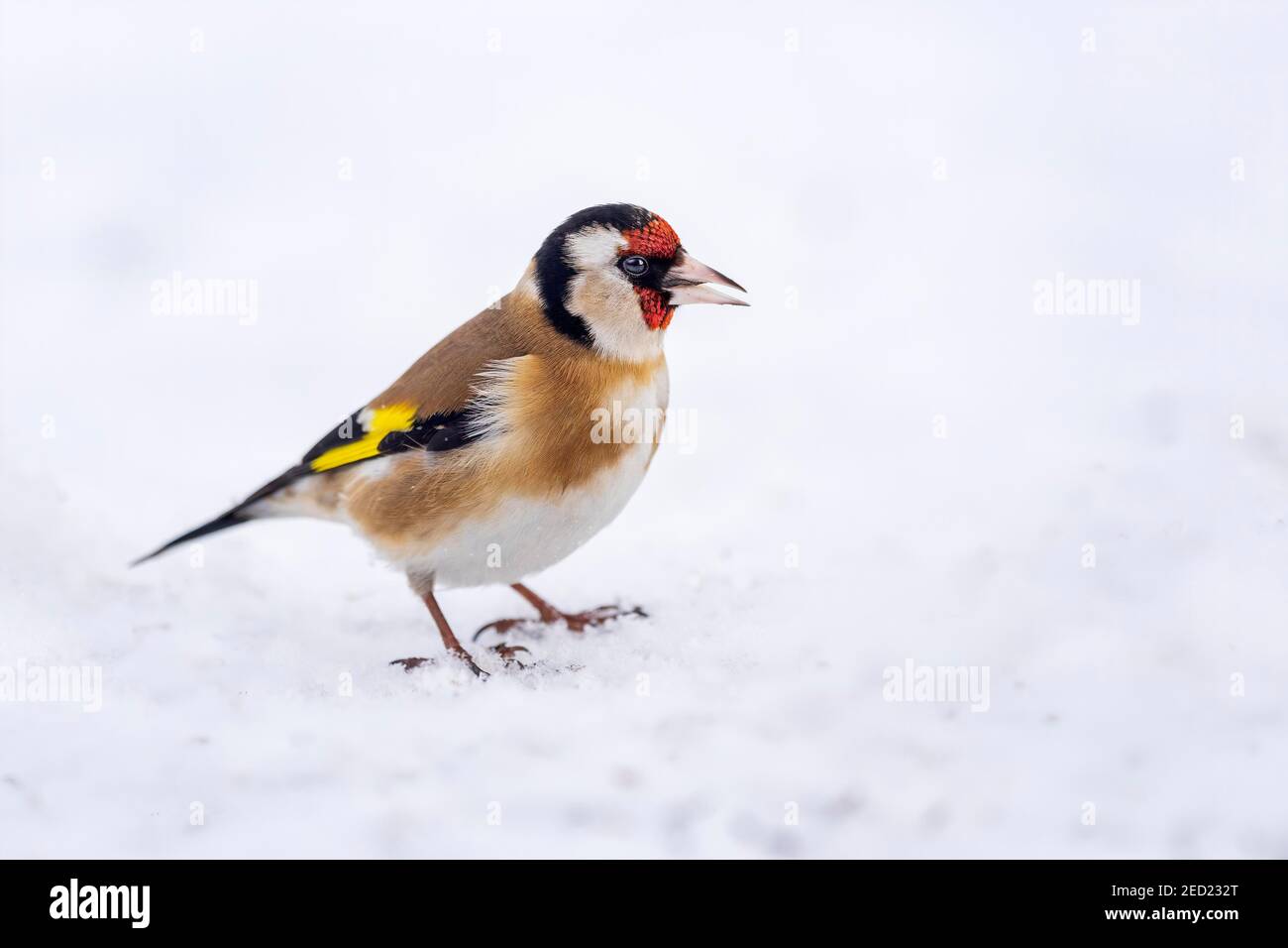 L'orafo europeo (Carduelis carduelis) che fora nella neve, la Riserva della Biosfera dell'Elba centrale, Sassonia-Anhalt, Germania Foto Stock