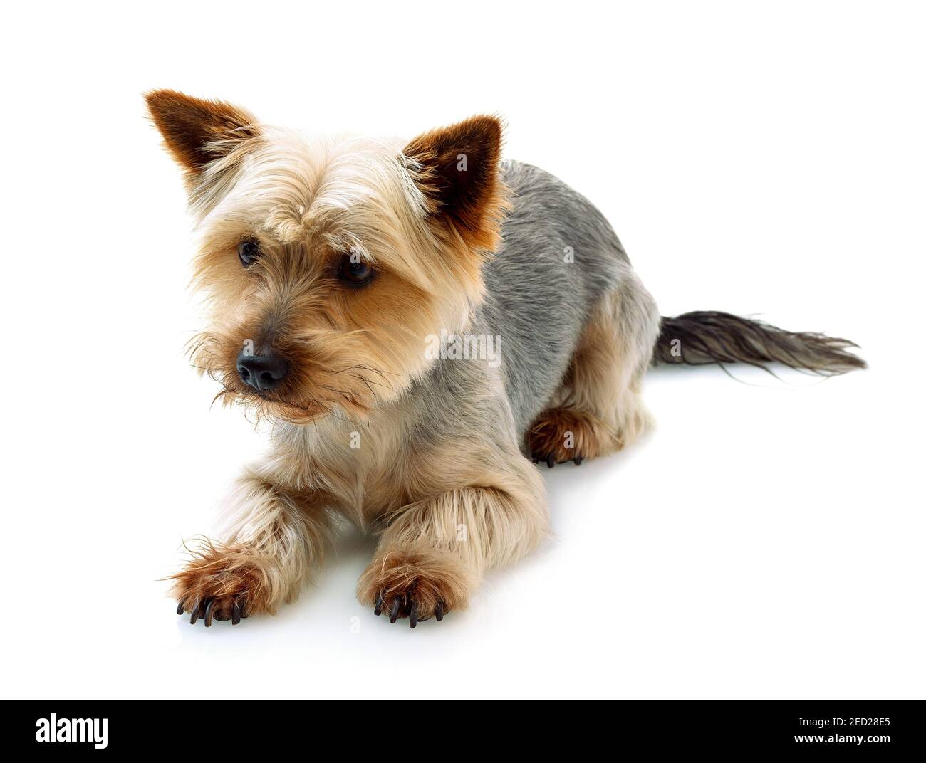 Adorabile australiano Silky Terrier mentendo e aspettando il comando isolato su sfondo bianco con riflessi ombra. Carino cane obbediente in attesa Foto Stock