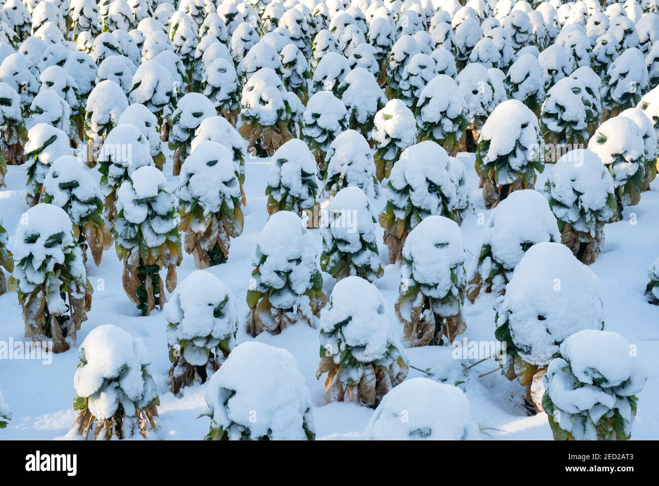 brussel coperto di neve germogliano le piante nella campagna di cotswold. Bourton on the Hill, Cotswolds, Gloucestershire, Inghilterra Foto Stock