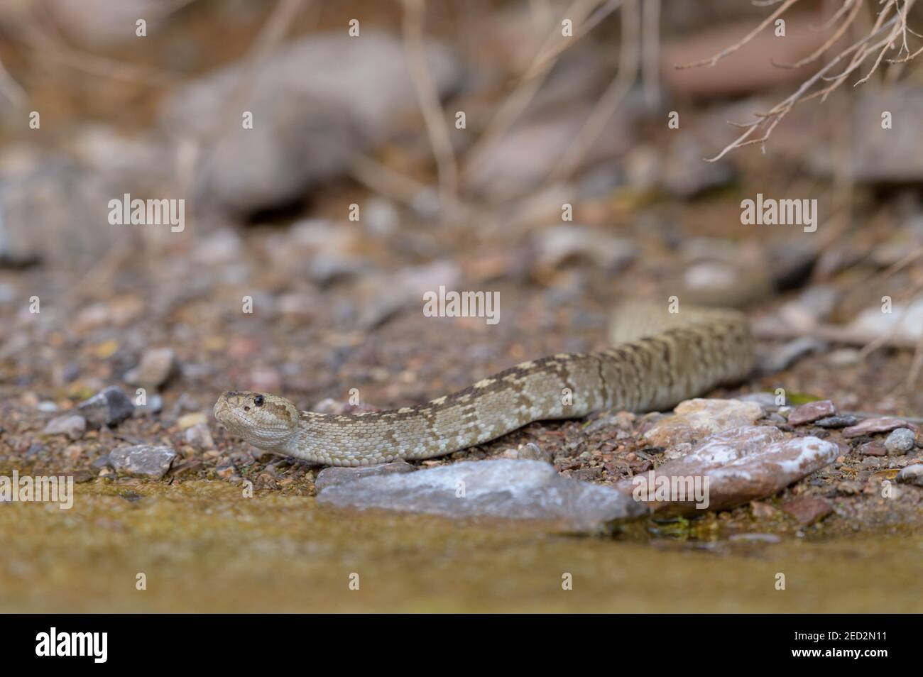 Rattlesnake dalla coda nera orientale (Crotalus ornatus), Quebradas Backcountry Byway, Socorro County, New Mexico, STATI UNITI. Foto Stock