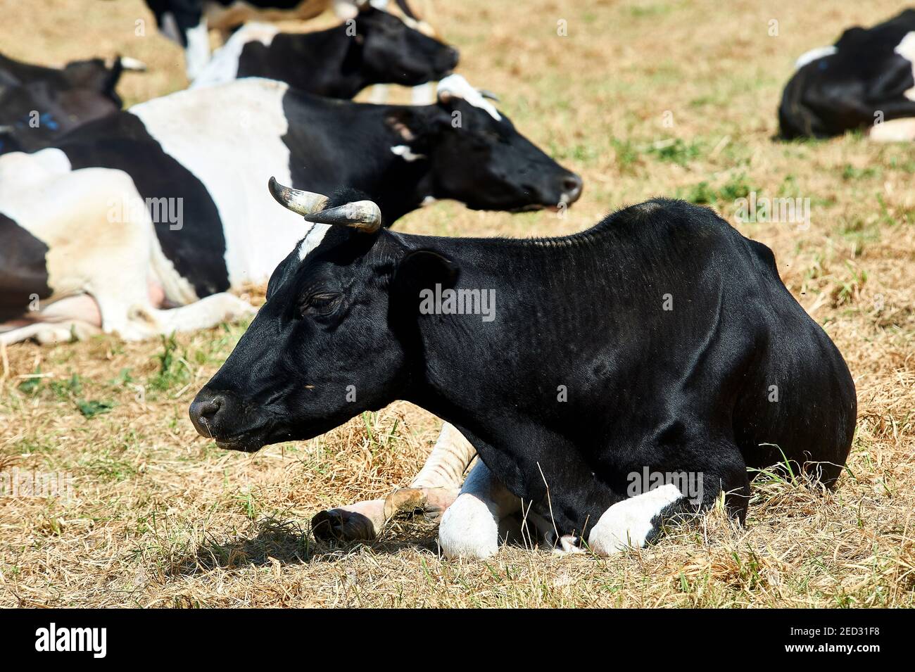 La mucca di razza Kholmogory riposante in un prato Foto Stock