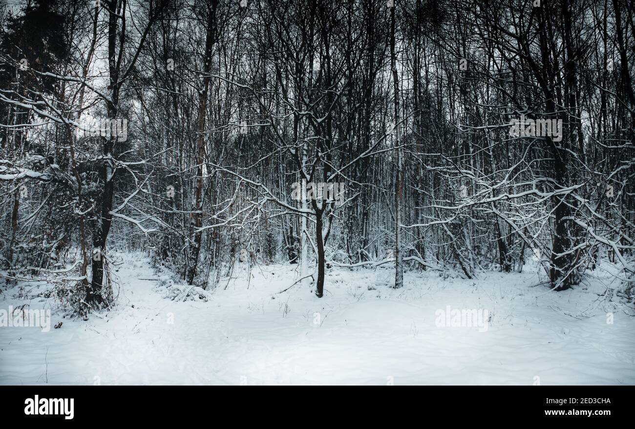 Scene d'inverno Foto Stock