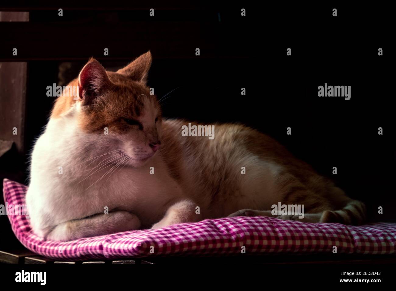 Il gatto giace sul cuscino sulla sedia. Foto Stock